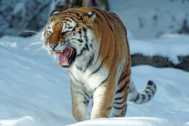 rozzuřený tygr